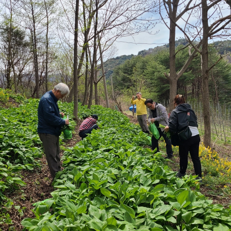 맛있는사과,천지애건강충전소/평창 산양삼애플피자체험