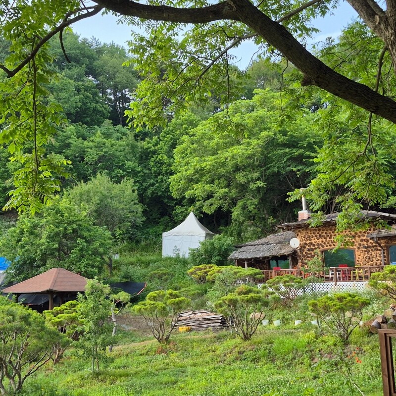 맛있는사과,천지애건강충전소/평창 산양삼애플피자체험