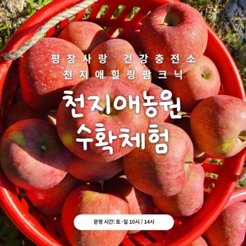 맛있는사과,천지애건강충전소힐링팜크닉(수확체험)